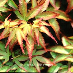 Acer palmatum 'Shishi hime'