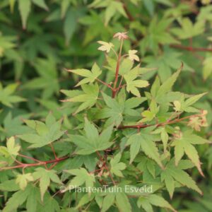 Acer palmatum 'Yatsubusa'