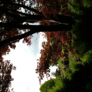 Acer palmatum 'Yezo-nishiki'
