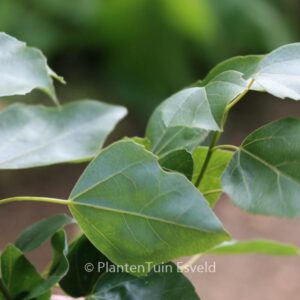 Acer paxii