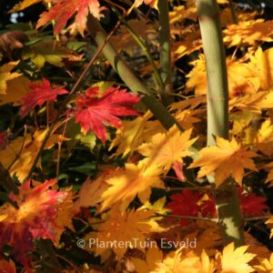 Acer pseudosieboldianum takesimense