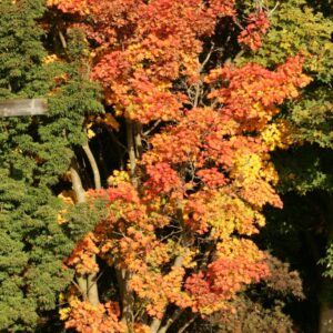 Acer sieboldianum 'Mi-yama-nishiki'