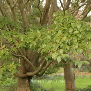 Alnus firma