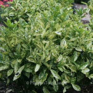 Aucuba japonica 'Golden King'