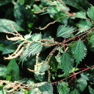 Boehmeria nivea