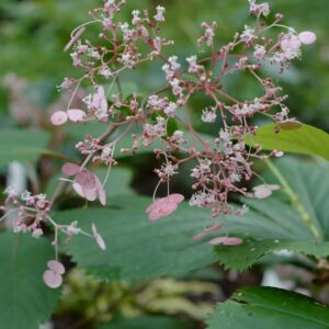 Cardiandra moellendorffii
