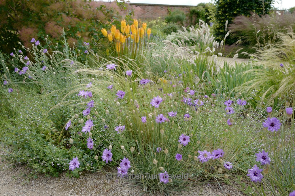 Catananche caerulea 'Major'