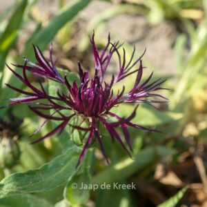 Centaurea montana 'Black Sprite'