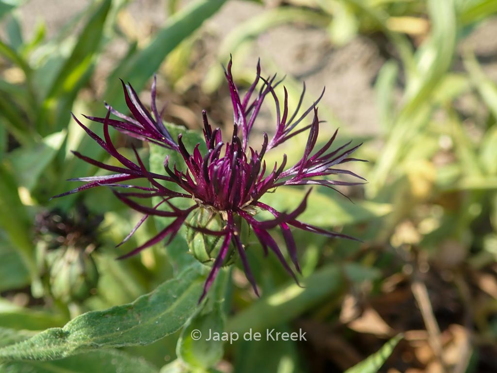Centaurea montana 'Black Sprite'