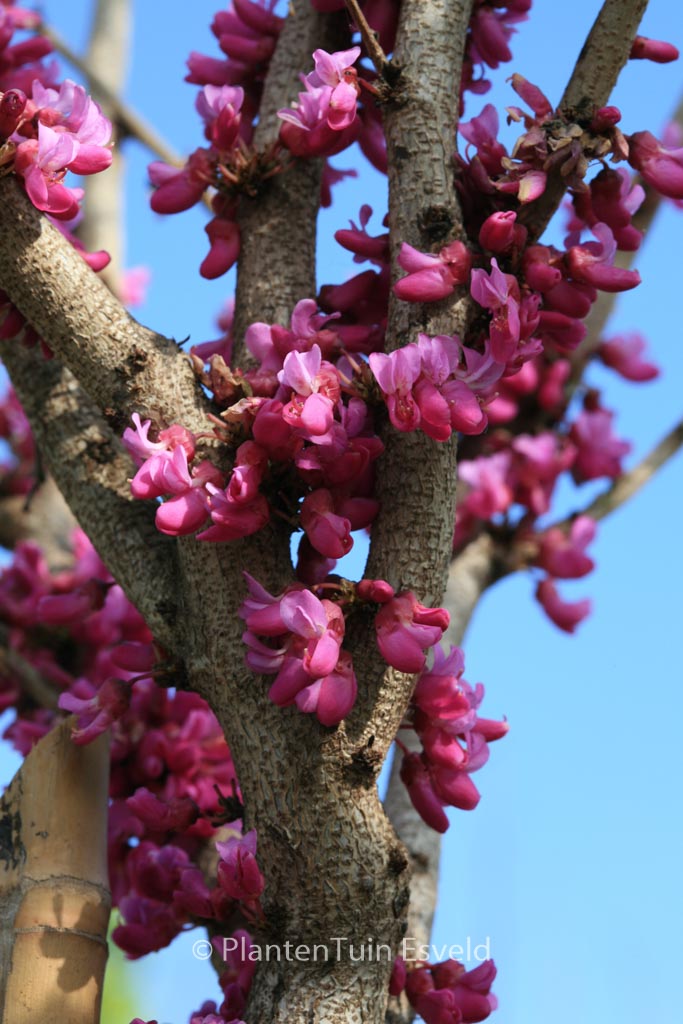 Cercis chinensis 'Don Egolf'