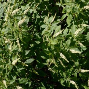 Clethra acuminata