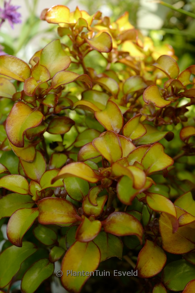 Coprosma 'Pina Colada'