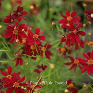 Coreopsis 'Red Satin'