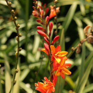 Crocosmia 'Fire Jumper'