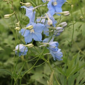 Delphinium 'Berghimmel'