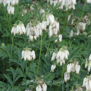 Dicentra formosa 'Aurora'