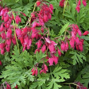 Dicentra formosa 'Bacchanal'