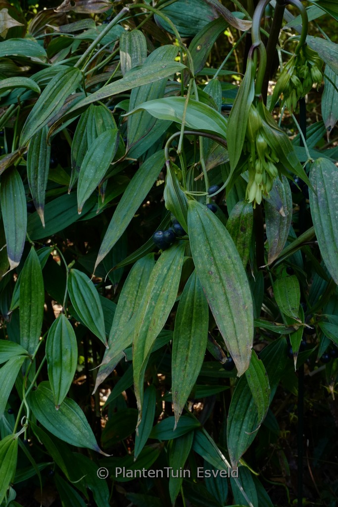Disporum cantoniense 'Green Giant'