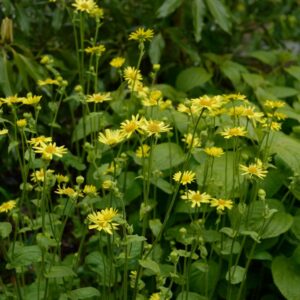 Doronicum pardalianches