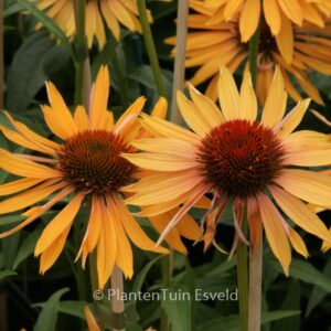 Echinacea purpurea 'Big Kahuna'