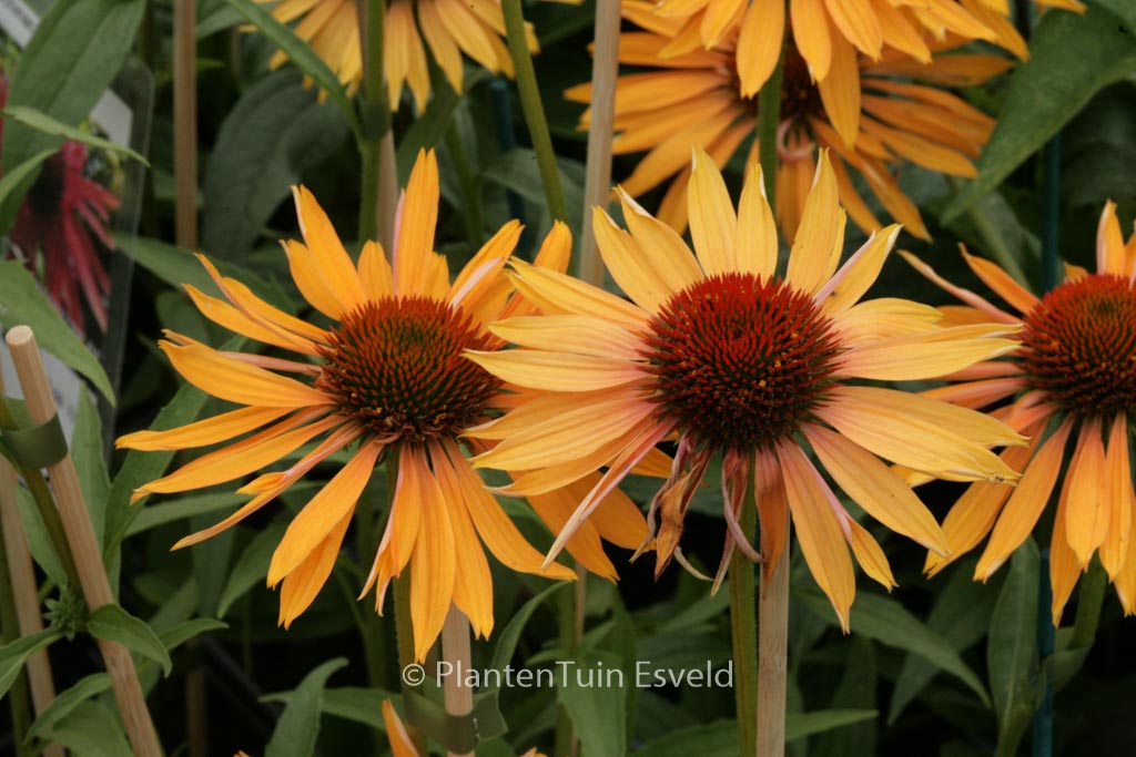 Echinacea purpurea 'Big Kahuna'