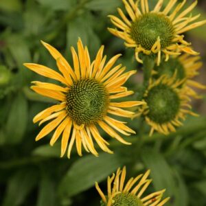 Echinacea purpurea 'Daydream'