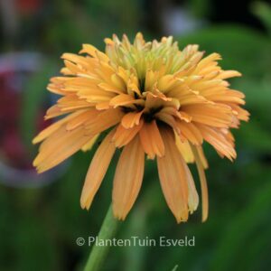 Echinacea purpurea 'Marmelade'