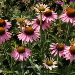 Echinacea purpurea 'Meditation'