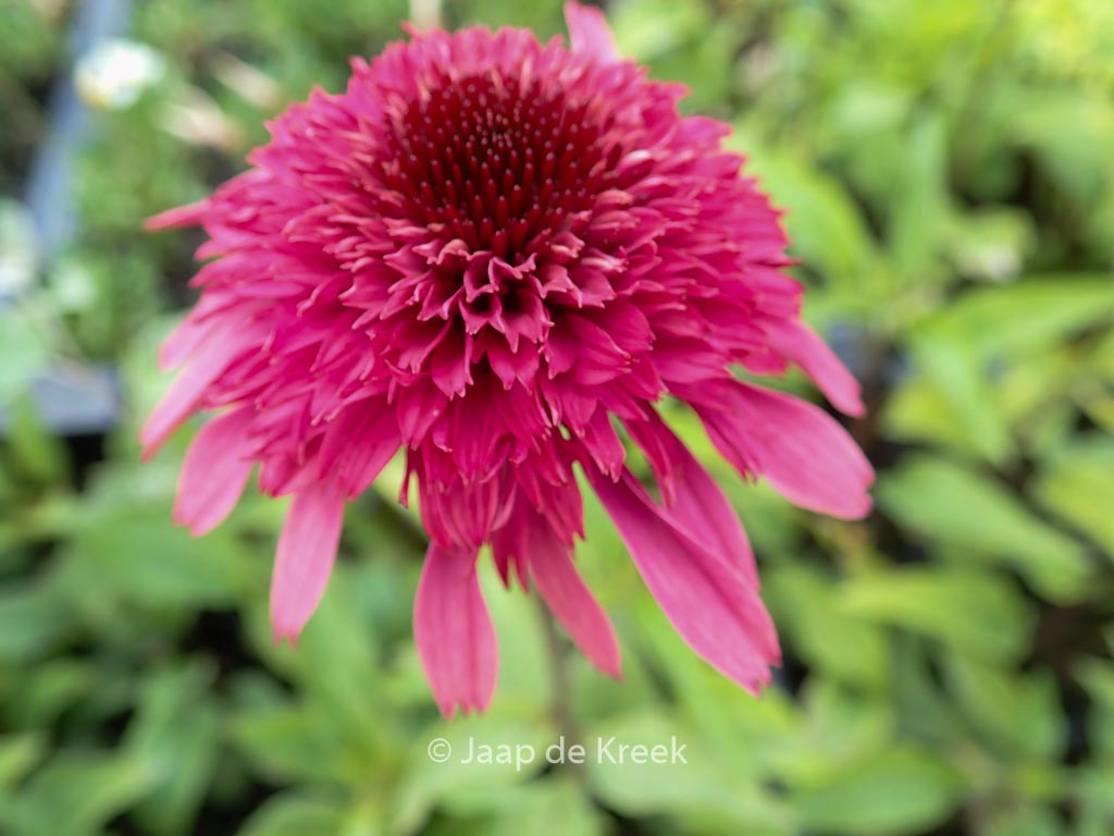 Echinacea purpurea 'Supreme Elegance'