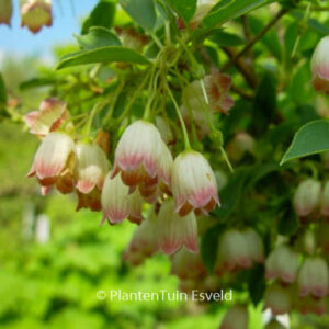 Enkianthus campanulatus 'Virgo'
