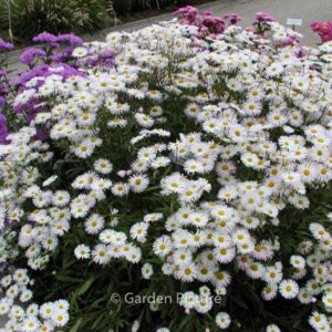 Erigeron 'Sommerneuschnee'