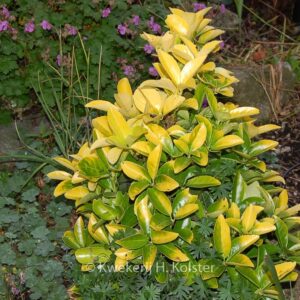 Euonymus japonicus 'Yellow Pansy'