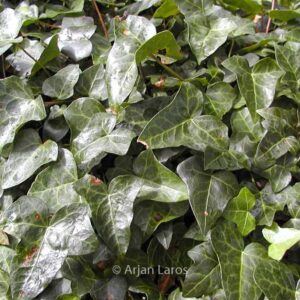 Hedera helix 'Atropurpurea'