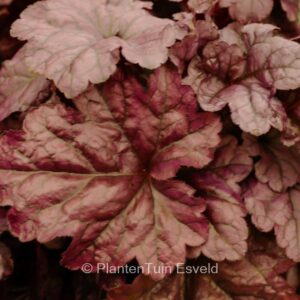 Heuchera 'Wildberry'
