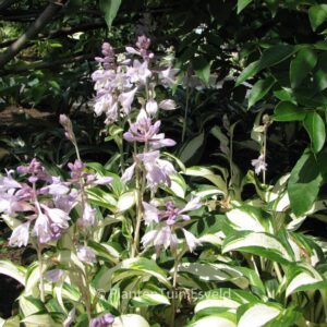 Hosta 'Enterprise'