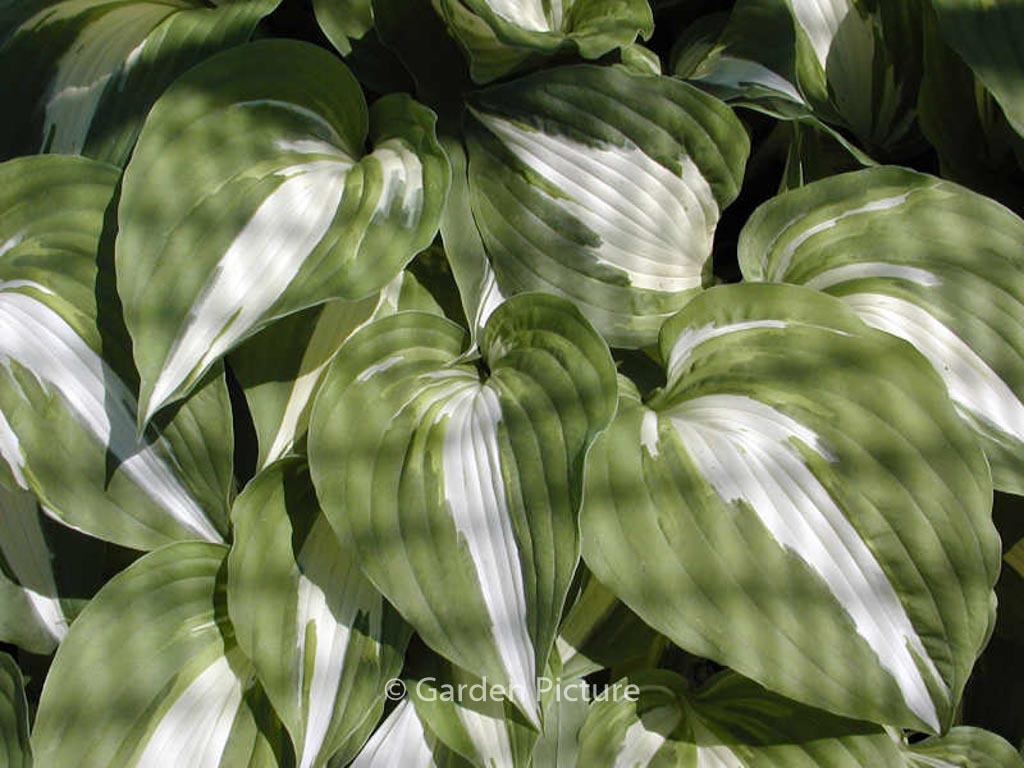 Hosta 'Night before Christmas'