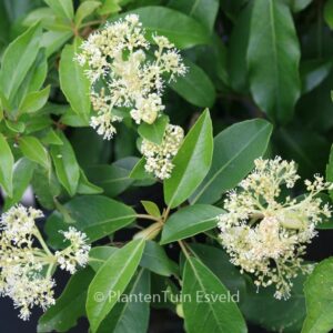 Hydrangea seemannii x serratifolia