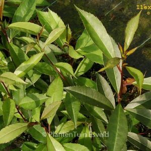 Ilex mitis