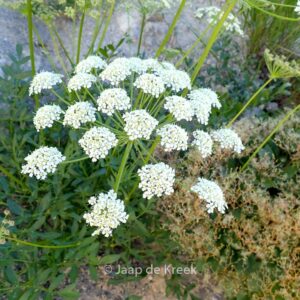 Laserpitium siler