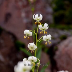 Lilium martagon album
