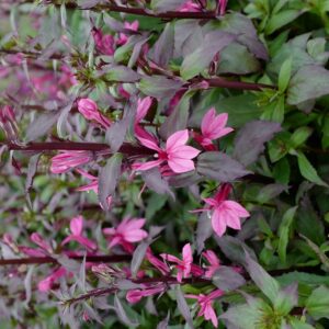 Lobelia speciosa FAN 'Cinnabar Rose'