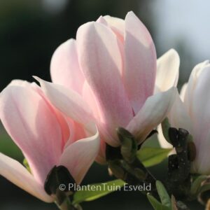 Magnolia 'Rouged Alabaster'