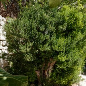 Myrtus communis tarentina