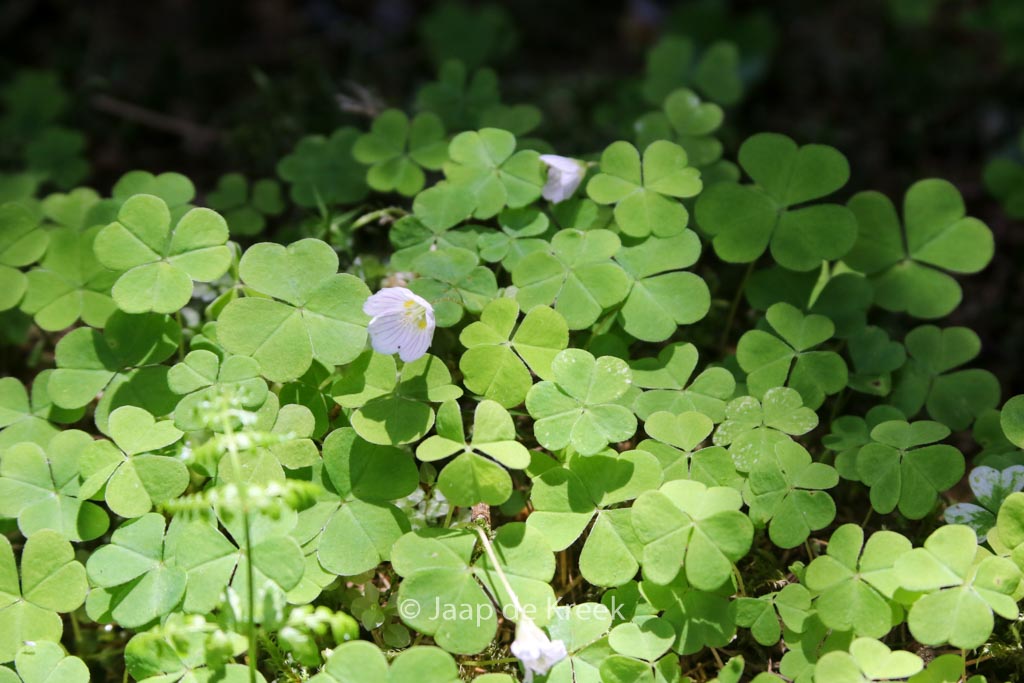 Oxalis acetosella