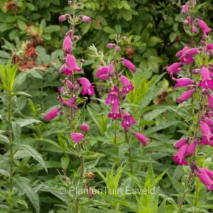 Penstemon 'Burgundy'