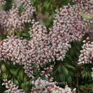 Pieris japonica 'Bonfire'