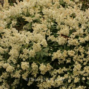 Pieris japonica 'Prelude'