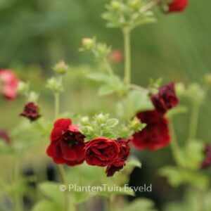 Potentilla 'Flamboyant'