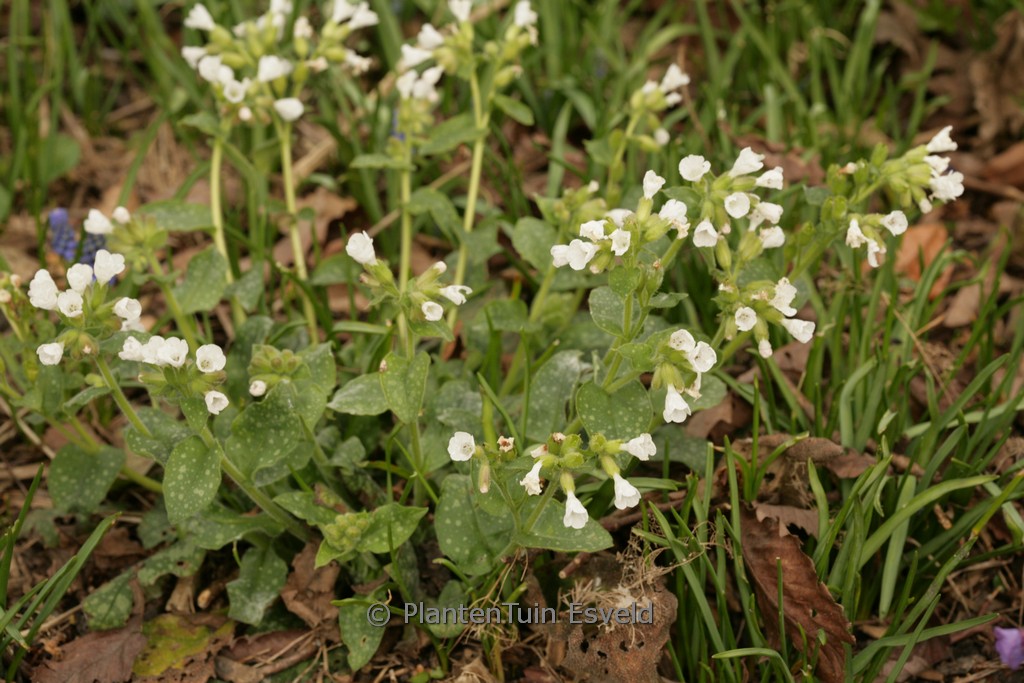 Pulmonaria officinalis 'Alba'