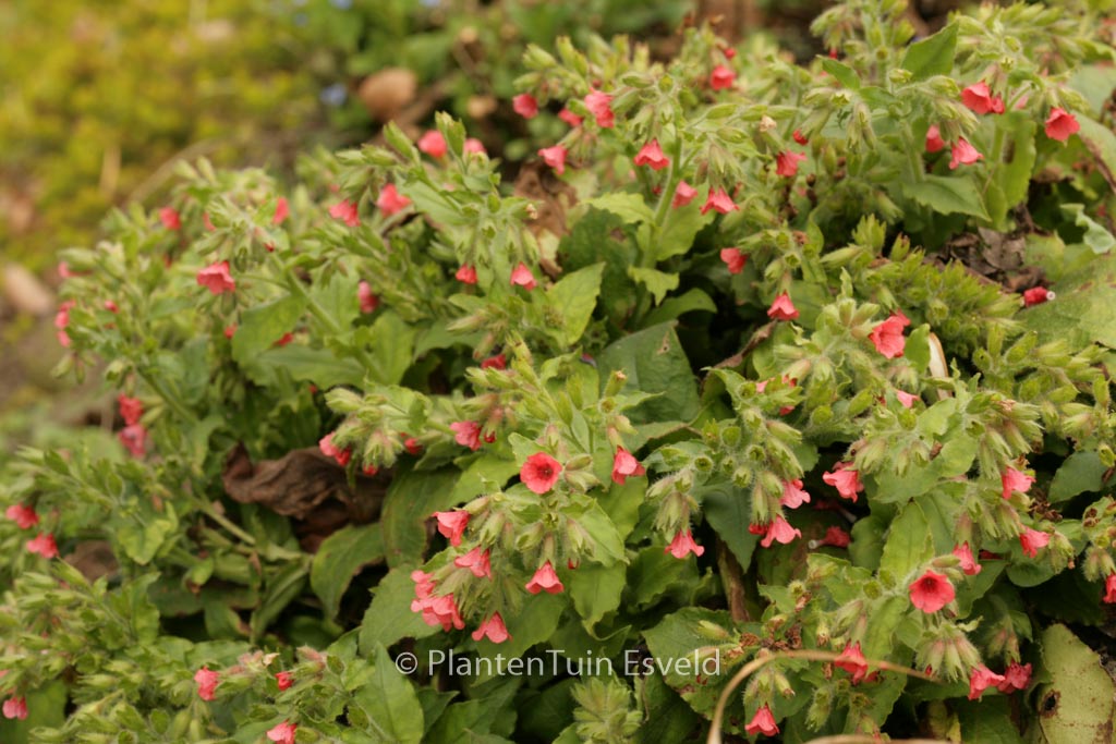Pulmonaria rubra 'Redstart'